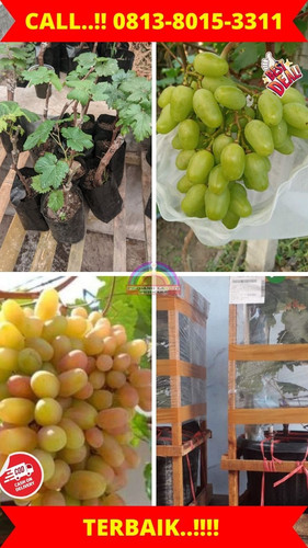 UNGGULAN ! H.Tovix CALL: 0813-8015-3311 Jual Bibit Buah Anggur Pohon Ke Bunguran Tengah-Natuna.jpg