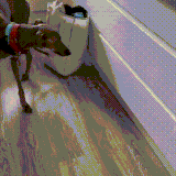 sobaka5.gif