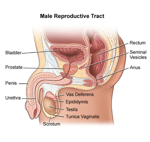 male reproductive tract.png