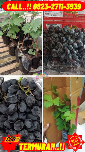 DISKON GILA ! H.Tovix CALL: 0823-2711-3939 Jual Bibit Anggur Autumn Royal Di Kebumen.jpg