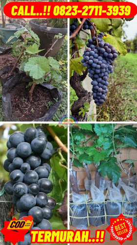 ONGKIR MURAH ! H.Tovix CALL: 0823-2711-3939 Jual Bibit Anggur Alphonso Di Kebumen.jpg
