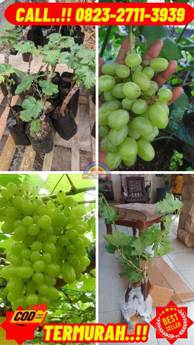 POTONGAN GILA ! H.Tovix CALL: 0823-2711-3939 Jual Bibit Anggur Autumn King Di Kebumen.jpg