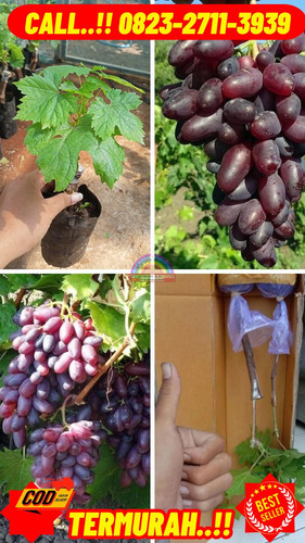 PARTAI BESAR ! H.Tovix CALL: 0823-2711-3939 Jual Bibit Anggur Arcas Di Kebumen.jpg