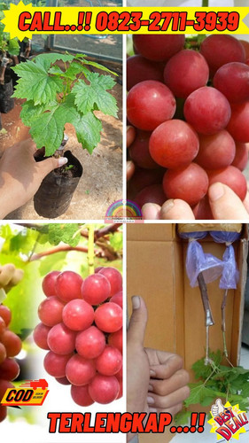 BISA COD ! H.Tovix CALL: 0823-2711-3939 Jual Bibit Anggur Merah Manis Di Kebumen.jpg