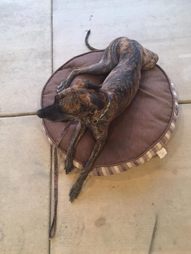 Puppy Kaysville.jpg