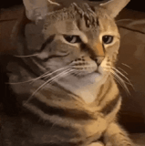 sceptical (1).gif