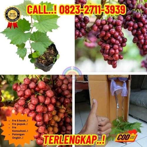 DISKON GILA ! H.Tovix CALL: 0823-2711-3939 Jual Bibit Anggur Import Tanpa Biji Di Kebumen.jpg