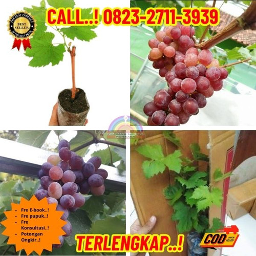 PARTAI BESAR ! H.Tovix CALL: 0823-2711-3939 Jual Bibit Anggur Import Jupiter Di Kebumen.jpg