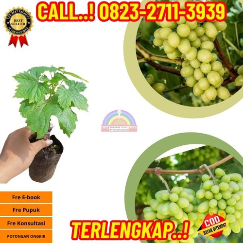 HARGA PARTAI ! H.Tovix CALL: 0823-2711-3939 Jual Bibit Anggur Hijau Super Di Kebumen.jpg