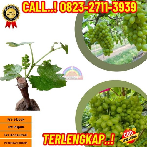 LANGSUNG PETANI ! H.Tovix CALL: 0823-2711-3939 Jual Bibit Anggur Heliodor Di Kebumen.jpg