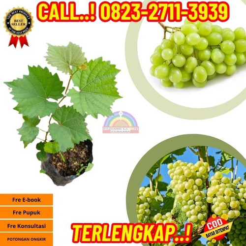 BISA COD ! H.Tovix CALL: 0823-2711-3939 Jual Bibit Anggur Hijau Import Di Kebumen.jpg