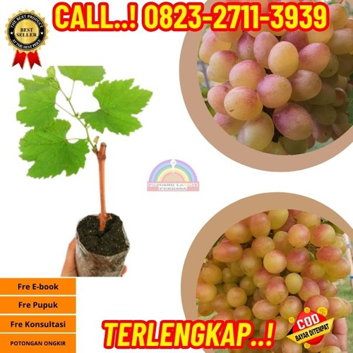 UNGGULAN ! H.Tovix CALL: 0823-2711-3939 Jual Bibit Anggur Hijau Manis Di Kebumen.jpg