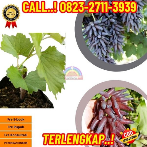 CEPAT BERBUAH ! H.Tovix CALL: 0823-2711-3939 Jual Bibit Anggur Halloween Di Kebumen.jpg