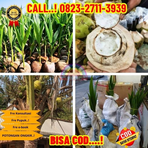 LANGSUNG PETANI ! H.Tovix CALL : 0823-2711-3939 Jual Bibit Kelapa Kopyor Genjah di Kebumen-Kebumen-B.jpg