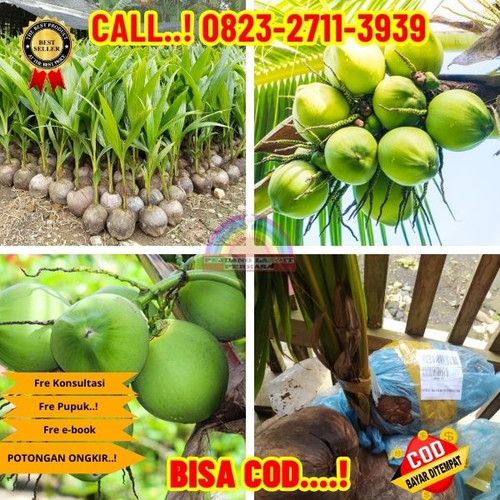 HARGA PENJUAL ! H.Tovix CALL : 0823-2711-3939 Jual Bibit Bibit Kelapa Genjah di Kebumen-Kebumen-Cand.jpg