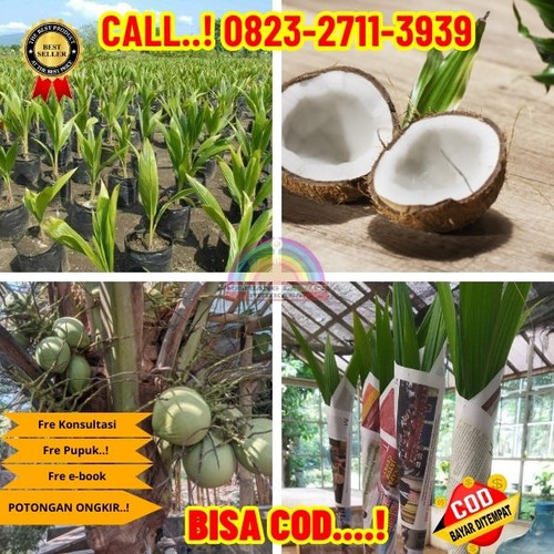 HARGA PARTAI ! H.Tovix CALL : 0823-2711-3939 Jual Bibit Kelapa Genjah Entok di Kebumen-Kebumen-Adika.jpg
