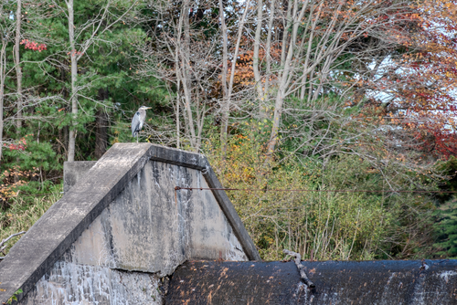 Aquarion North Stamford Resevoir 1.png