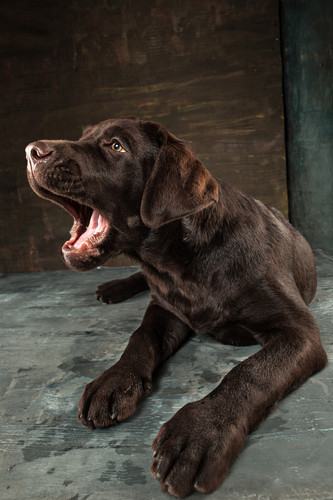black labrador dog taken against dark backdrop.jpg