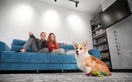 cute corgi dog with toy young couple couch.jpg