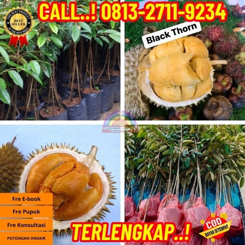 HARGA PARTAI ! H.Tovix CALL: 0813-2711-9234 Jual Bibit Durian Duri Hitam Ke Kec.Merawang-Desa Lepar.jpg