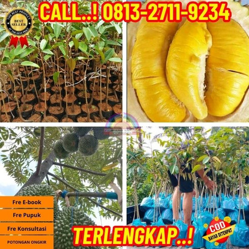LANGSUNG DARI KEBUN ! H.Tovix CALL: 0813-2711-9234 Jual Bibit Durian Dongkelan Ke Kec.Merawang-Desa.jpg