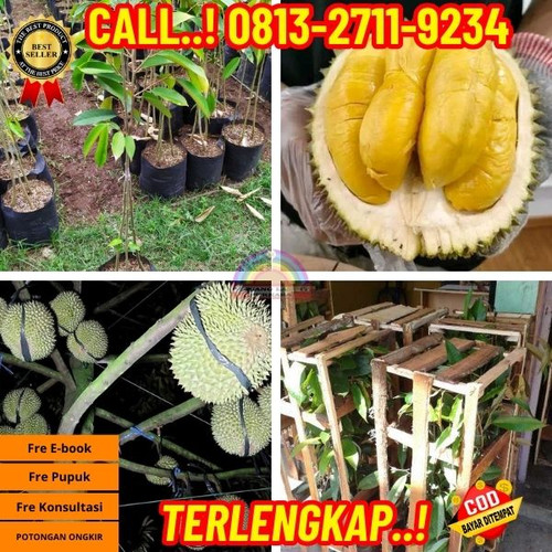 PROMO TERBATAS ! H.Tovix CALL: 0813-2711-9234 Jual Bibit Durian Cangkok Susu Ke Kec.Merawang-Desa Ai.jpg