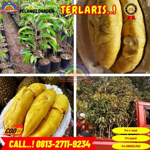 HARGA RESELLER ! H.Tovix CALL: 0813-2711-9234 Jual Bibit Durian Bersertifikat Ke Kec.Belinyu-Desa Bu.jpg