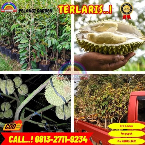 HARGA GROSIR ! H.Tovix CALL: 0813-2711-9234 Jual Bibit Durian Boneng Ke Kec.Belinyu-Desa Bukit Intan.jpg