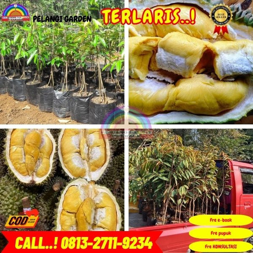 LANGSUNG PETANI ! H.Tovix CALL: 0813-2711-9234 Jual Bibit Durian Bawor Ke Kec.Belinyu-Desa Air Gegas.jpg