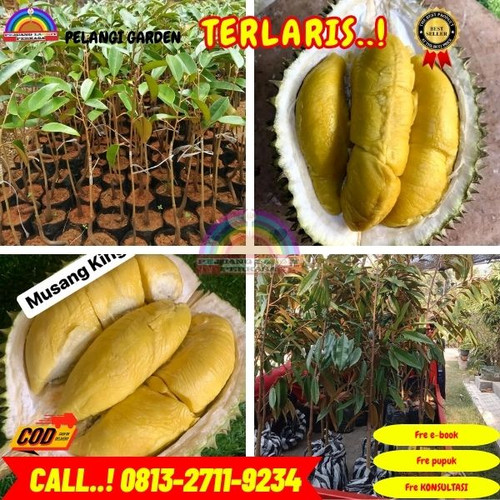 TERPERCAYA ! H.Tovix CALL: 0813-2711-9234 Jual Bibit Durian Berbuah Ke Kec.Belinyu-Desa Kepayang.jpg