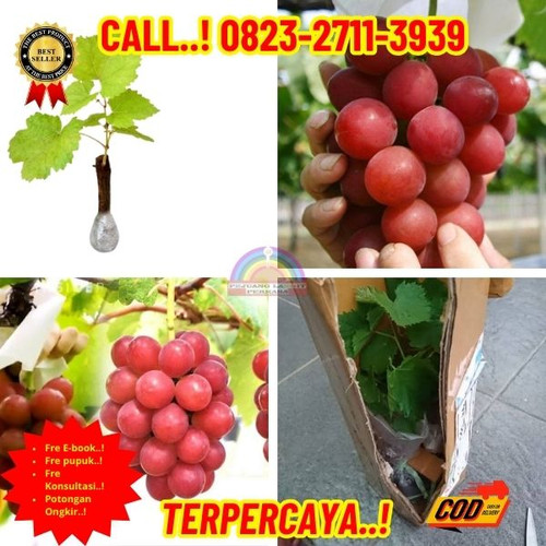 TERPERCAYA ! H.Tovix CALL: 0823-2711-3939 Jual Bibit Anggur Import Terdekat Di Kebumen.jpg