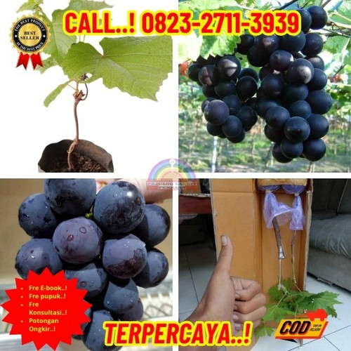 AMANAH ! H.Tovix CALL: 0823-2711-3939 Jual Bibit Anggur Import Terbaik Di Kebumen.jpg