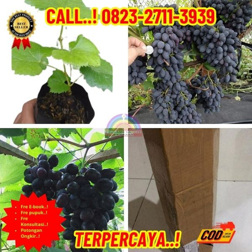 HARGA GROSIR ! H.Tovix CALL: 0823-2711-3939 Jual Bibit Anggur Hitam Tanpa Biji Di Kebumen.jpg