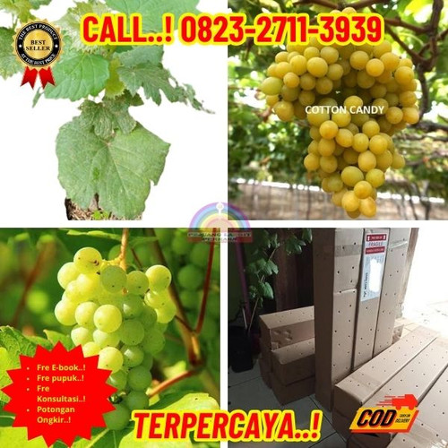 HARGA RESELLER ! H.Tovix CALL: 0823-2711-3939 Jual Bibit Anggur Hijau Murah Di Kebumen.jpg