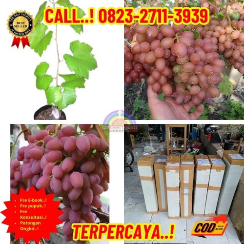 TERMURAH ! H.Tovix CALL: 0823-2711-3939 Jual Bibit Anggur Helios Di Kebumen.jpg
