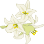 white%20lilies.png