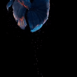 Snaptik.app 6816123577163664642.gif