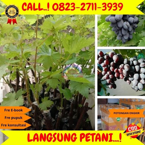 AMANAH ! H.Tovix CALL: 0823-2711-3939 Jual Bibit Anggur Lorano Di Kebumen.jpg