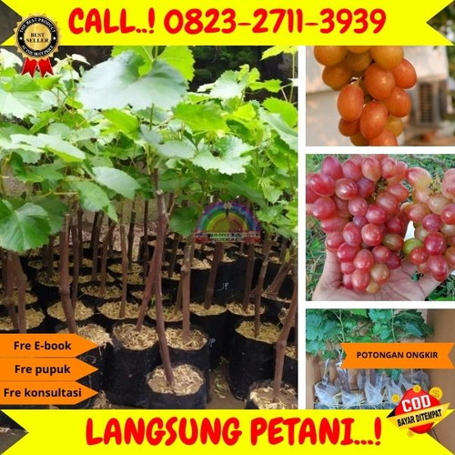 TERMURAH ! H.Tovix CALL: 0823-2711-3939 Jual Bibit Anggur Livia Di Kebumen.jpg