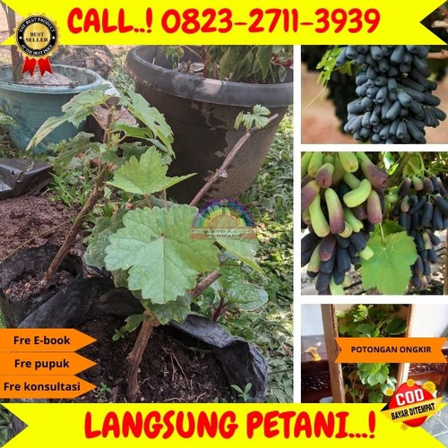 GRATIS ONGKIR ! H.Tovix CALL: 0823-2711-3939 Jual Bibit Anggur Moondrop Di Kebumen.jpg
