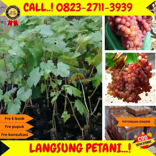 ONGKIR MURAH ! H.Tovix CALL: 0823-2711-3939 Jual Bibit Anggur Merah Di Kebumen.jpg