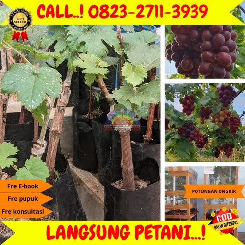 PARTAI BESAR ! H.Tovix CALL: 0823-2711-3939 Jual Bibit Anggur Merah Jumbo Di Kebumen.jpg