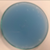 BZ ype dilute blue W4.png