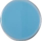 MX ensueno max f primavera w4.png