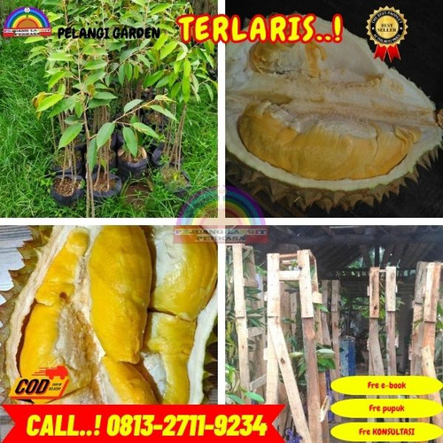 BISA NEGO ! H.Tovix CALL: 0813-2711-9234 Jual Bibit Durian Bawor Super Ke Kec.Belinyu-Desa Kerkap.jpg