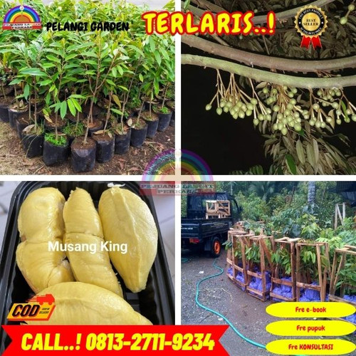 HARGA TERJANGKAU ! H.Tovix CALL: 0813-2711-9234 Jual Bibit Durian Cepat Berbuah Ke Kec.Belinyu-Desa.jpg