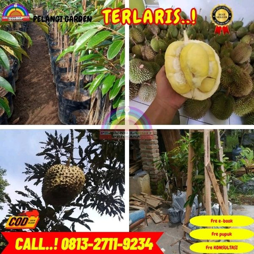GARANSI BIBIT MATI ! H.Tovix CALL: 0813-2711-9234 Jual Bibit Durian Cane Ke Kec.Merawang-Desa Air Ra.jpg