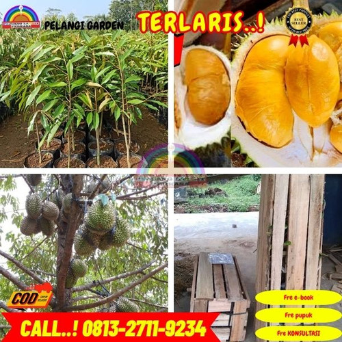 GRATIS KONSULTASI ! H.Tovix CALL: 0813-2711-9234 Jual Bibit Durian Cangkok Ke Kec.Merawang-Desa Air.jpg