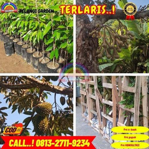 TEREKOMENDASI ! H.Tovix CALL: 0813-2711-9234 Jual Bibit Durian Berbunga Ke Kec.Belinyu-Desa Limbung.jpg