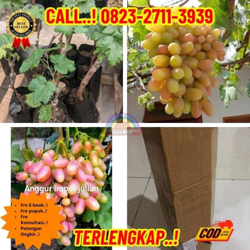 TERJANGKAU ! H.Tovix CALL: 0823-2711-3939 Jual Bibit Anggur Julian Di Kebumen.jpg